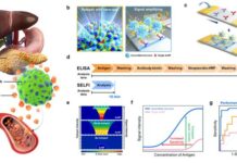 건국대 연구진, 15분 만에 ‘췌장암’ 신속 진단하는 기술 개발 :: 공감언론 뉴시스 ::